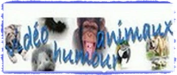 video-humour-animaux video-humour-animaux-2021
