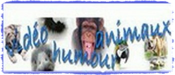 video-humour-animaux video-humour-animaux-2021